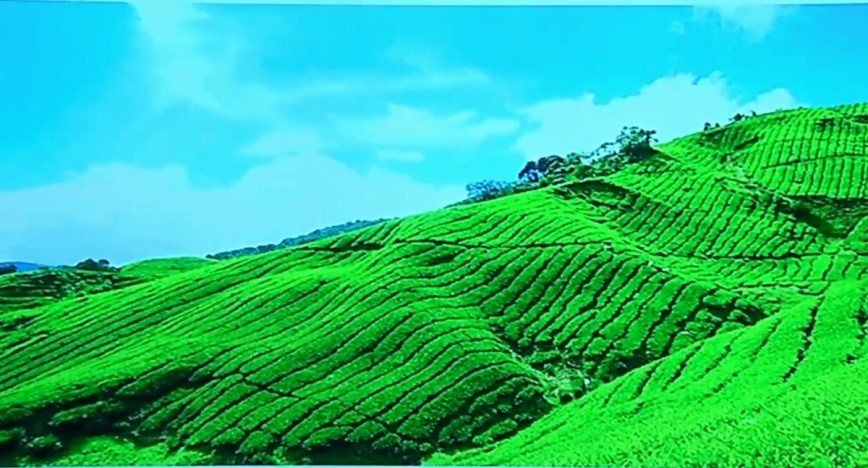 Челябинскую свалку засадят травой и кустарниками